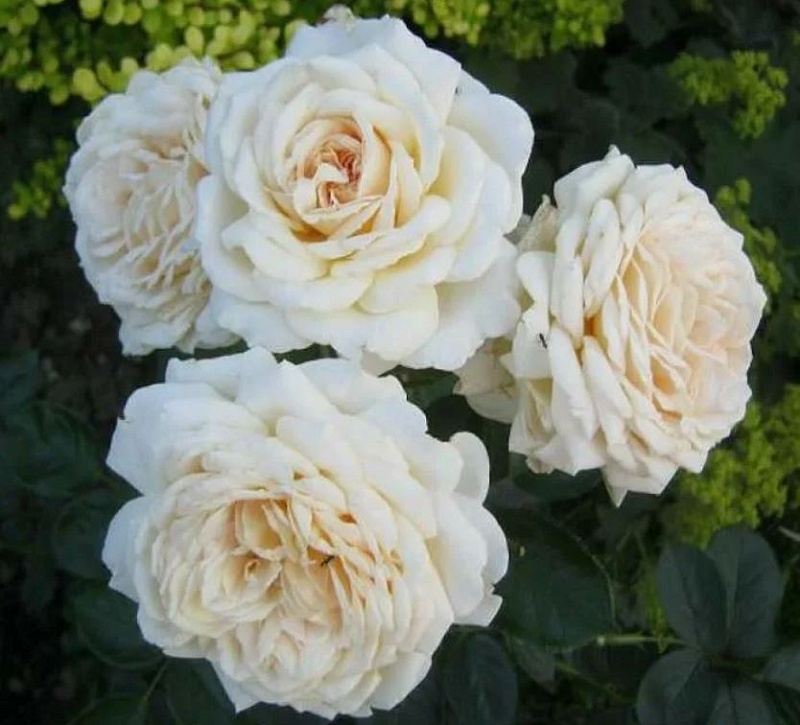 Роза кустовая Джей Пи Коннел